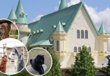 Уникальное событие под Киевом: парк “XII Месяцев” открывает новый сезон и впервые покажет редкого чёрного леопарденка (ФОТО)