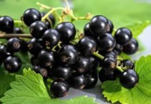 Самое дешевое удобрение для королевского урожая смородины: чем полить кусты