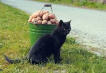 Важный прием при выращивании картофеля: что нужно сделать, если хотите дождаться урожая