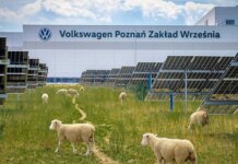 Volkswagen використовує 100 овець на сонячній електростанції у Польщі