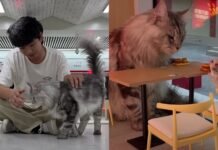 Кошачий рай: китайский ютубер построил для кошек городок с MeowDonald’s и аттракционами