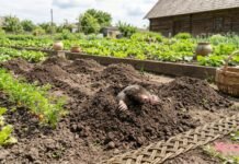 Убегут с участка и больше не вернутся: народные способы навсегда выгнать кротов из огорода