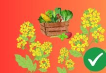 Простой лайфхак, как получить идеальный огород: нужно только посадить это растение