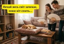 Эти усатые проказники заставят вас хохотать: подборка лучших фотоприколов и вирусных мемов с котами.