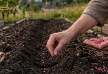 Успеете собрать богатый урожай до первых заморозков: что срочно нужно посеять на огороде в августе