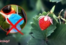 Многие дачники не знают, из-за чего у клубники появляются гайки: чем нельзя ее опрыскивать весной и осенью