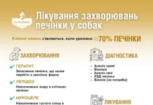 Хвороби печінки у котів і собак