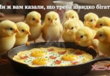 Всемирный день яйца: приколы и смешные картинки о лучшем суперфуде