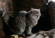 Не игнорируйте эти звуки и запахи: 8 признаков того, что в вашем жилище появилась нечистая сила