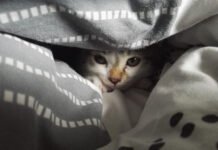 Скрывается от стресса или просто играет? Названы 6 причин, почему кошки обожают одеяла